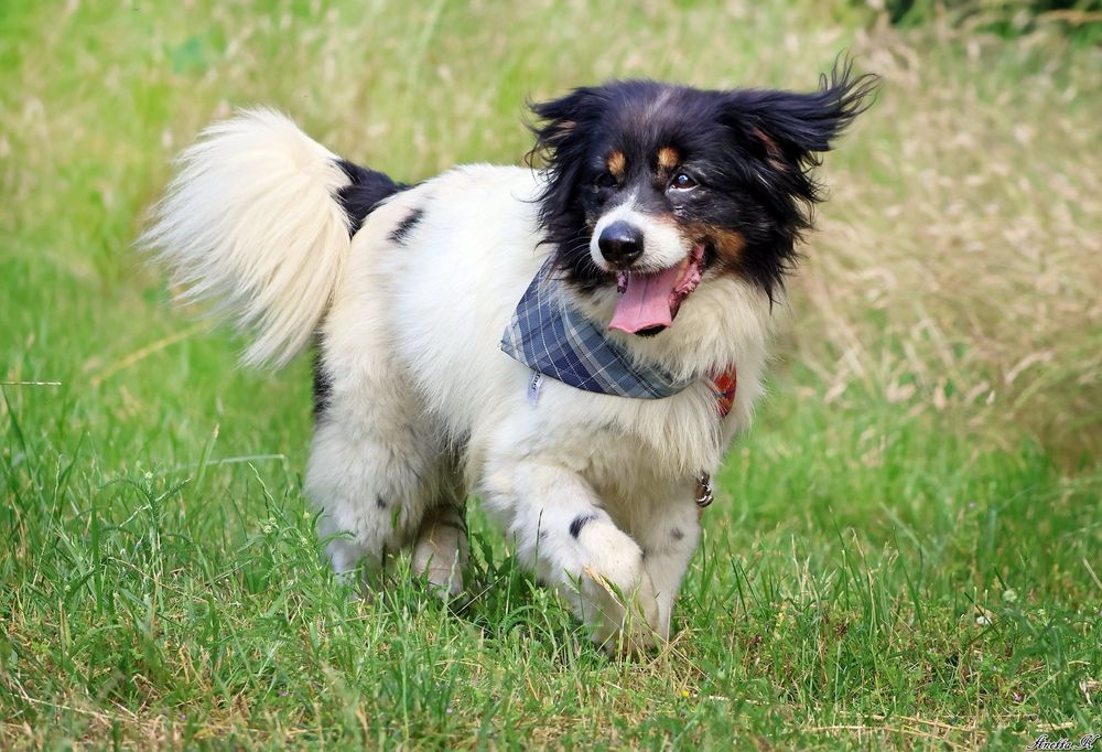 Odebrany interwencyjnie Fąfel szuka kochającego domu