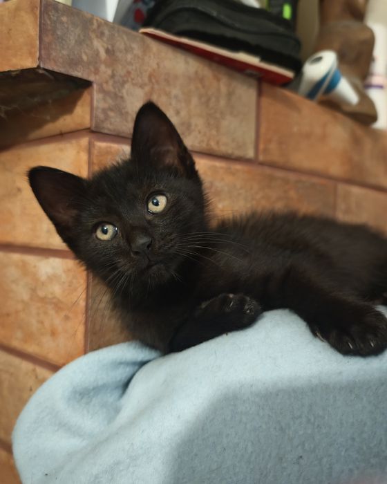 2 kotki szukają nowych domów kocury