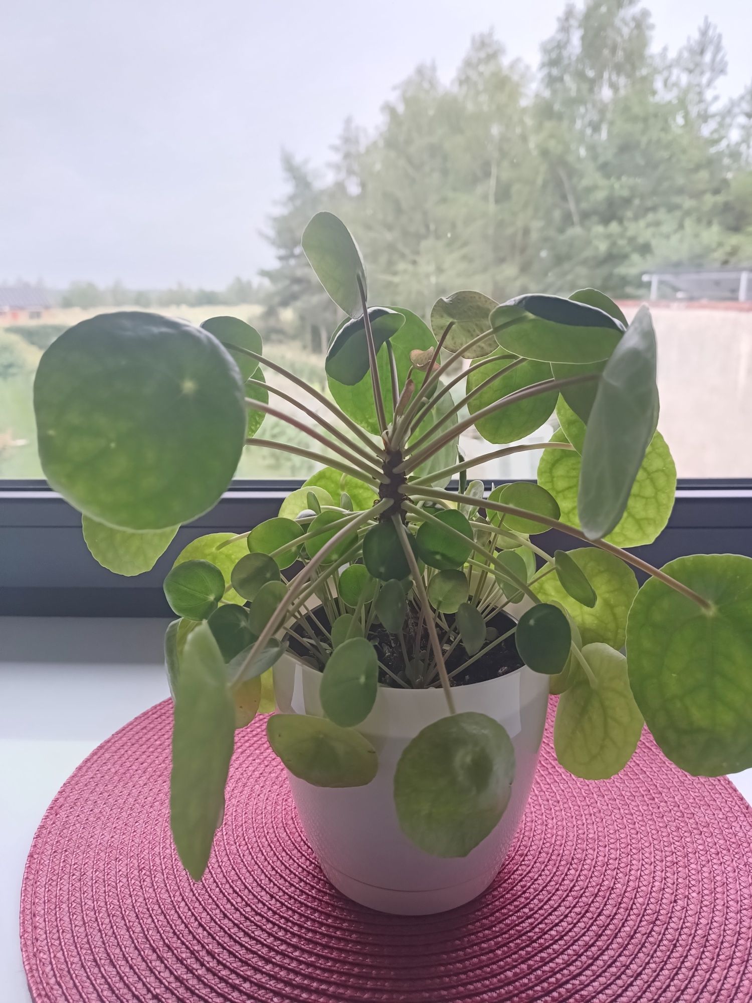Pieniążek, Pilea peperomioides - sadzonka średnia