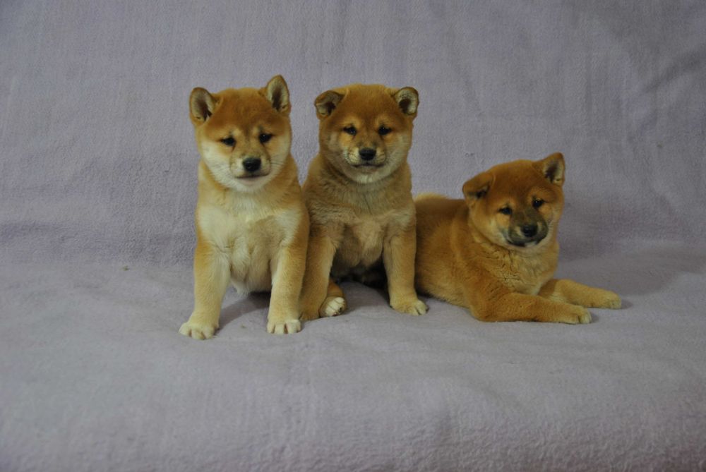 Shiba inu piesek