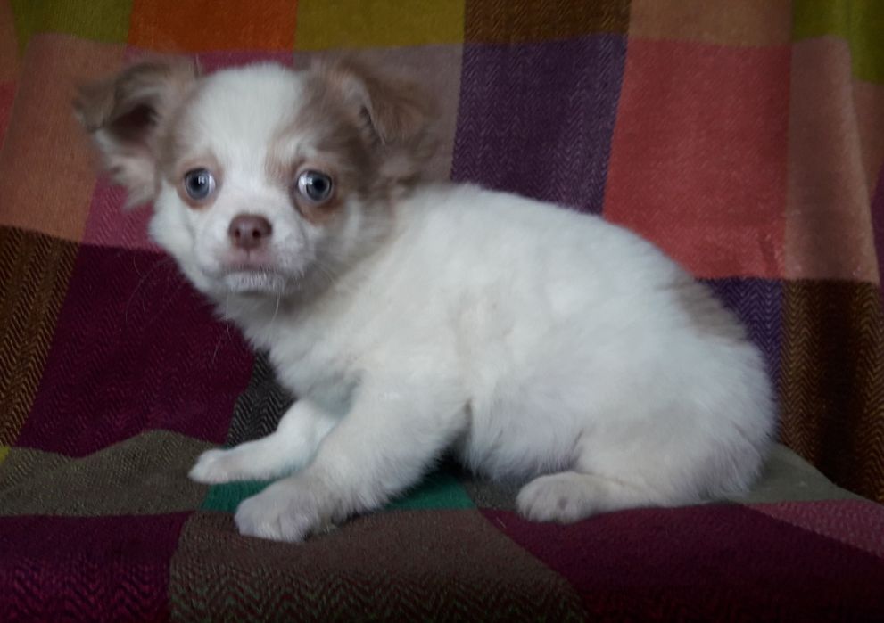 Chihuahua piesek długowłosy