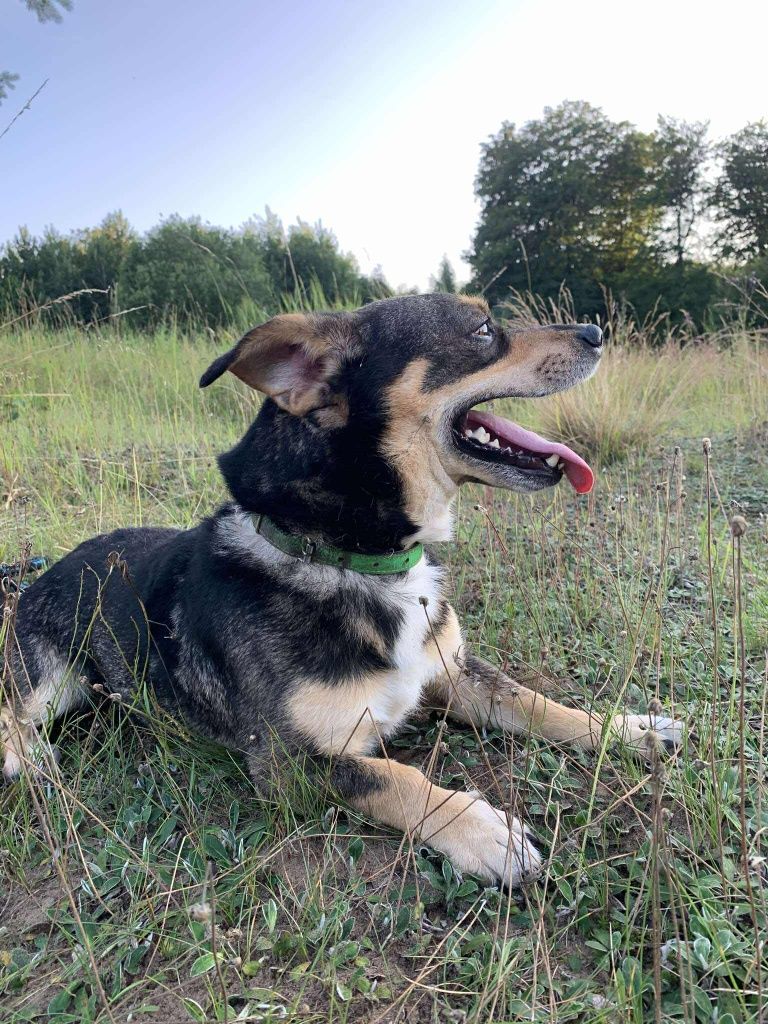 Łagodny, mały pies do adopcji