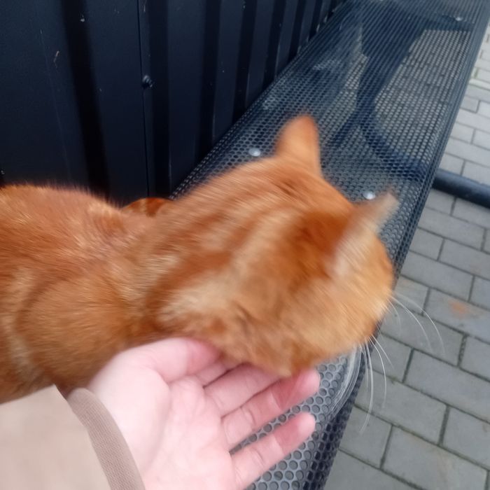 Котик -Вогник виключно в приватну оселю