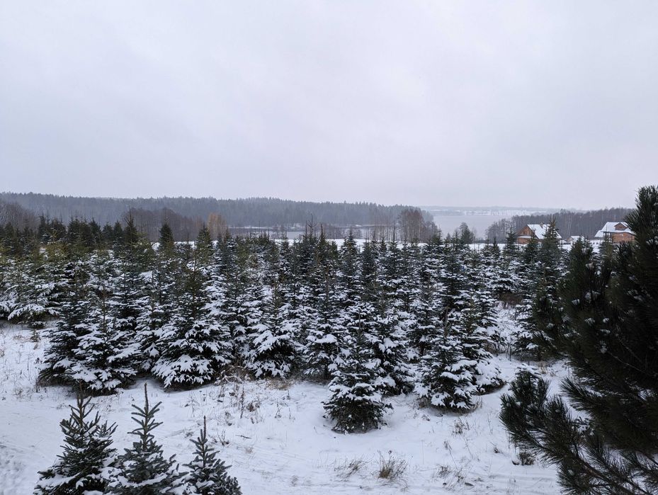 Choinki - Świerk Srebrny oraz Świerk Pospolity Formowany