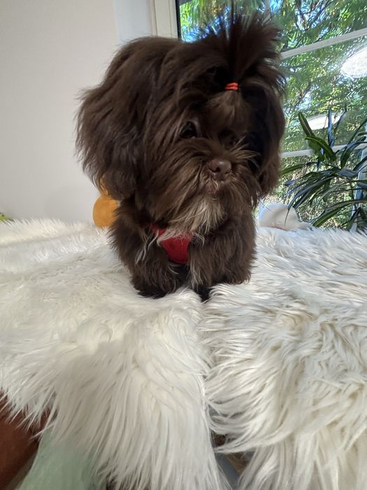 Shih tzu Czekolad z genem pełny rodowód ZHPR UCI