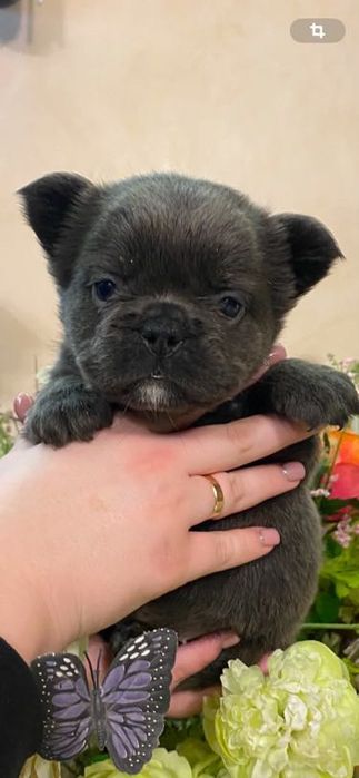 Флаффи девочка французская булочка