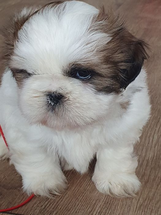 Shih tzu ,/Cudowny chlopczyk
