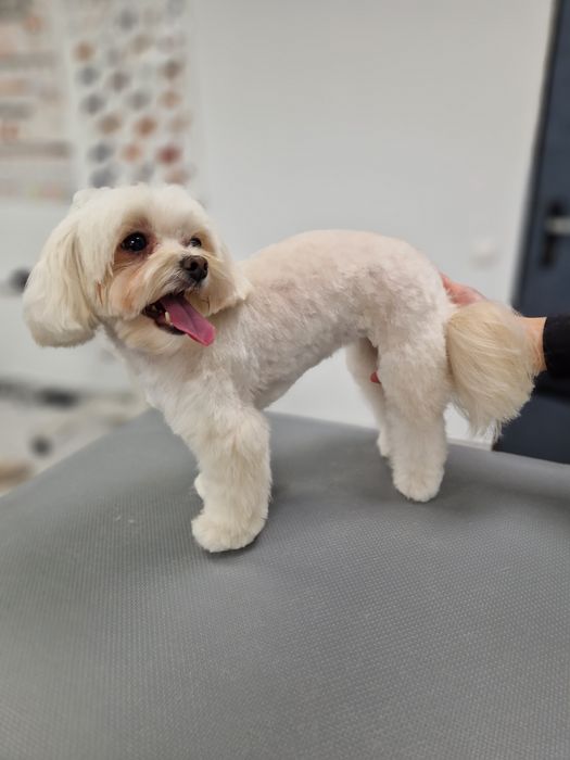 Гуманный груминг собак.