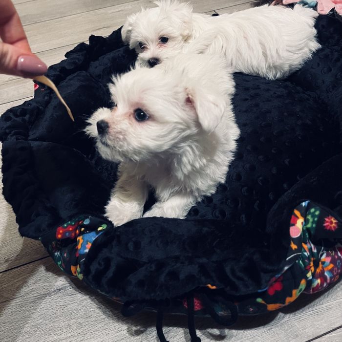 Maltańczyk miniaturka