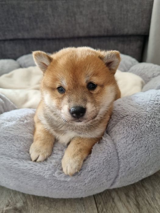 Shiba Inu suczka rezerwacja