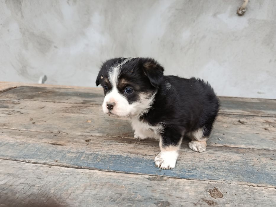 Подарую цуценятко