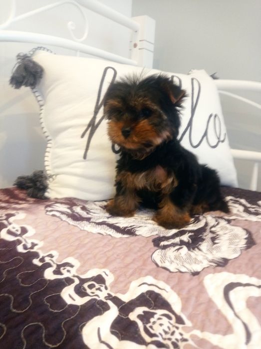 York terrier szczeniak - piesek