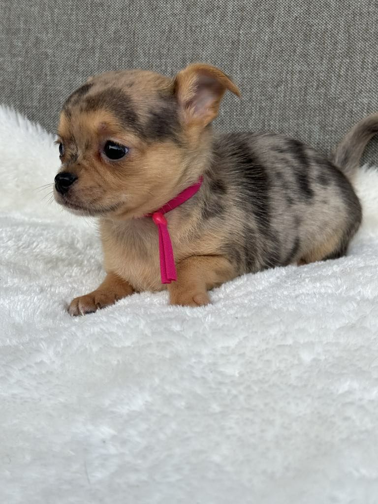 Przesliczna dziewczynka Chihuahua  choco merle tan