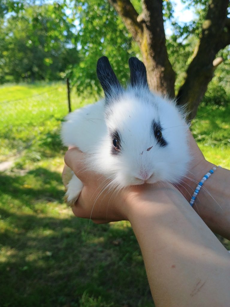 Króliki miniaturki młode oswojone królik samce