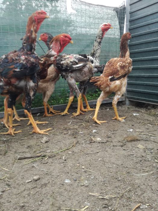 Casal de índio gigante