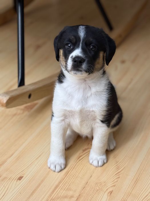 Beti poleca się do adopcji