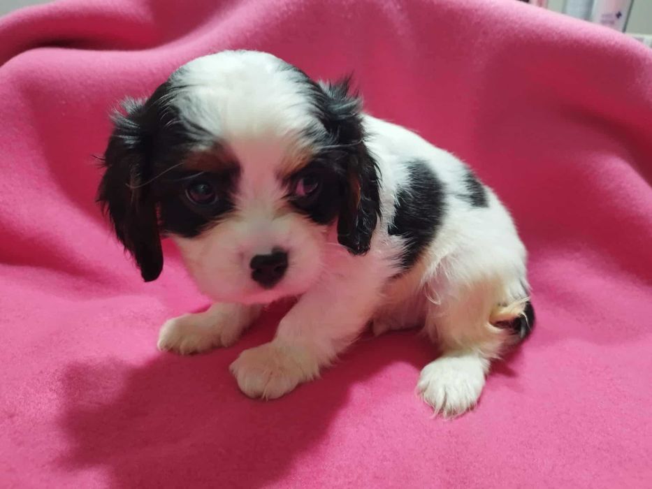 *** Cavalier King Charles Spaniel Malutki Chłopczyk ***