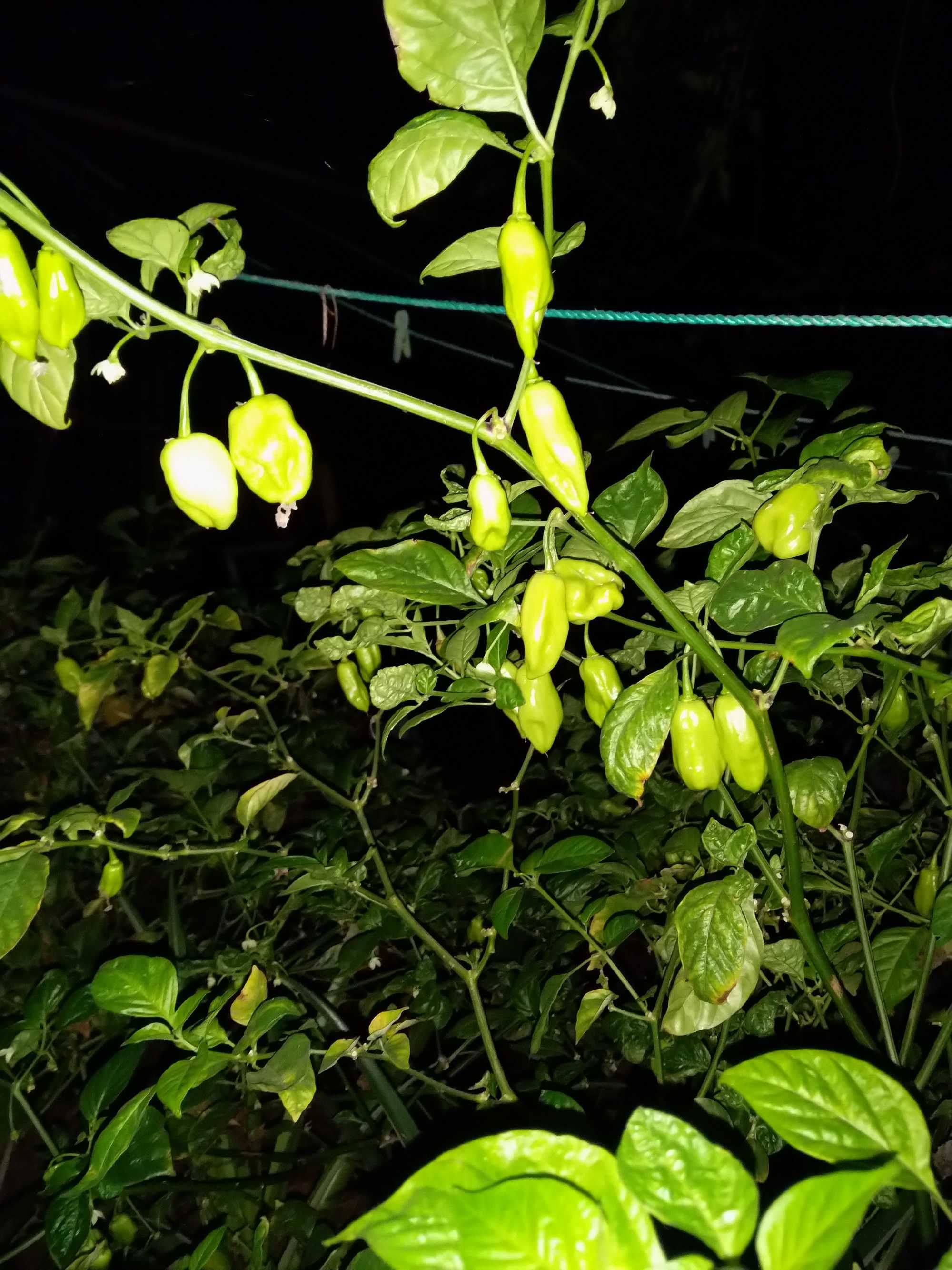 Pimenta várias variedades