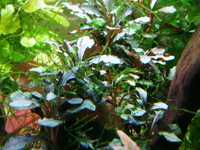 Bucephalandra sp. Brownie „Ghost”