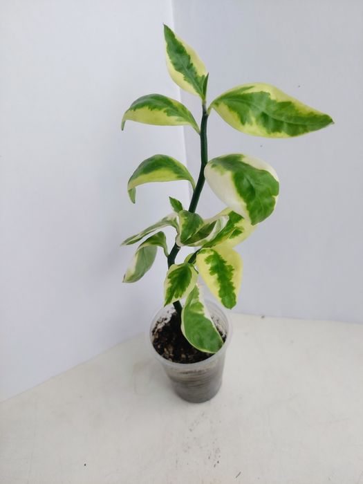 Цветы  комнатные