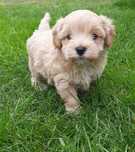 Maltipoo 7 tygodni Piesek
