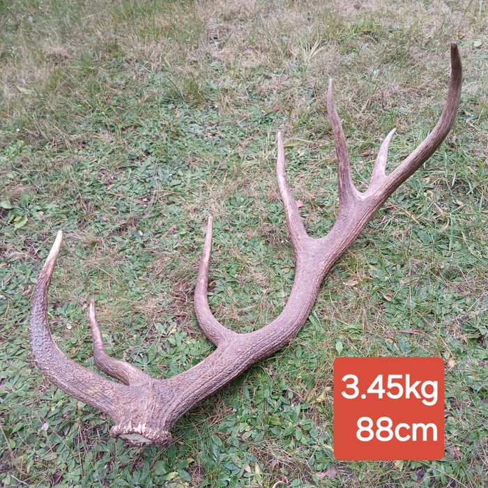 Poroże 3,45  kg zrzut jelenia poroża wieniec tyka spady medalion trofe