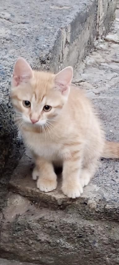 Срочно Отдам котят