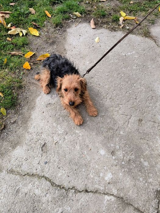 Oddam za darmo roczną suczkę foksterier