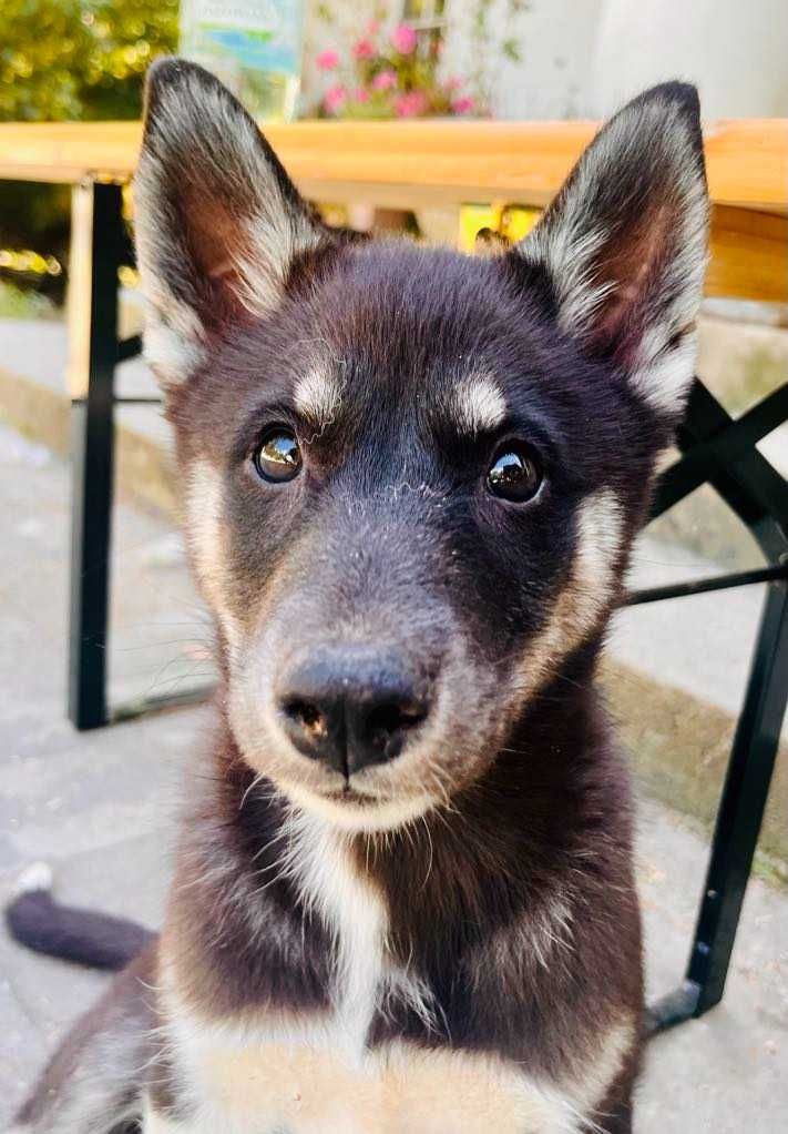 Siberian Husky WENA czarna piękność do kochania i biegania
