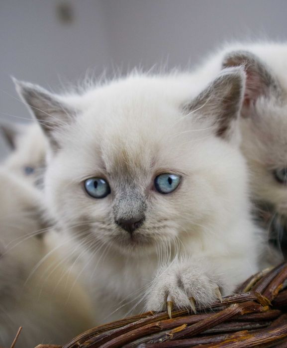 Gatinho Scottish Straight shorthair blue point