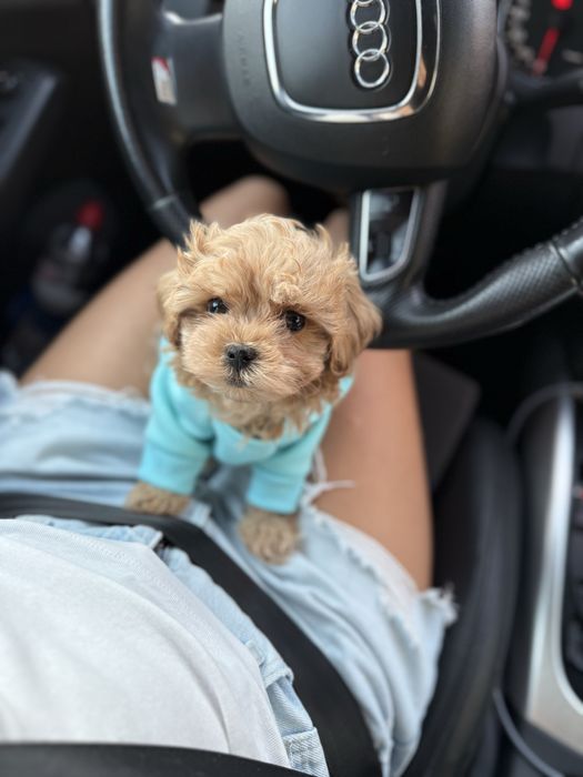 Дуже гарні карамельні мальтипу