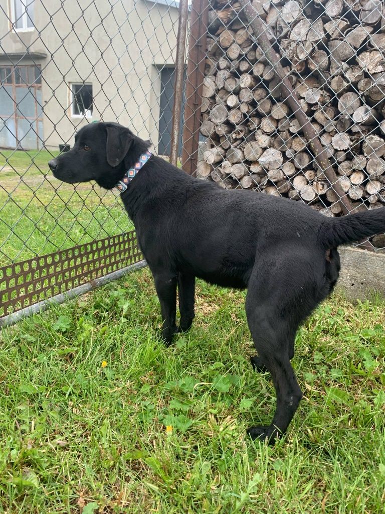 Emil pies w typie labradora do adopcji