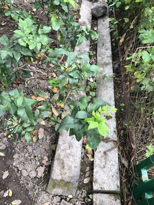 Свая железобетонная 2.5м 15-15см