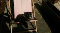 zaginiony czarny kot