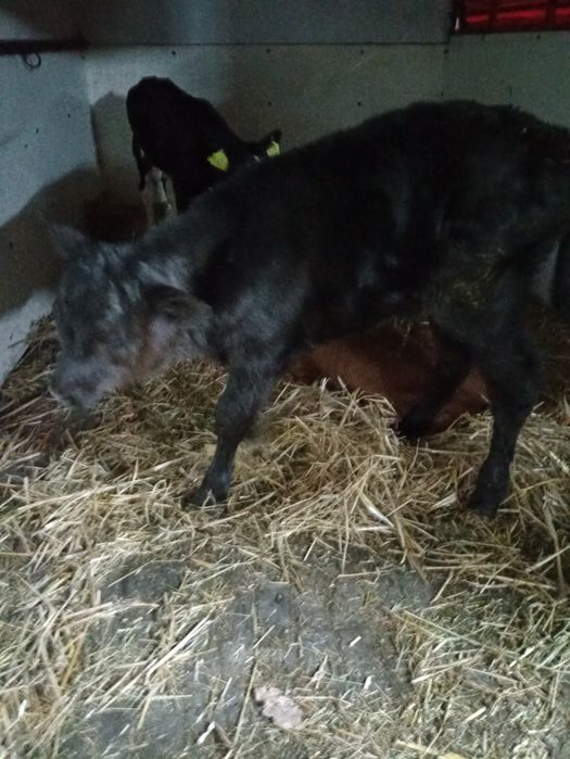 3 byczki mięsne i 2 jałówki