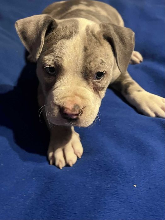 Amstaff piękny samiec