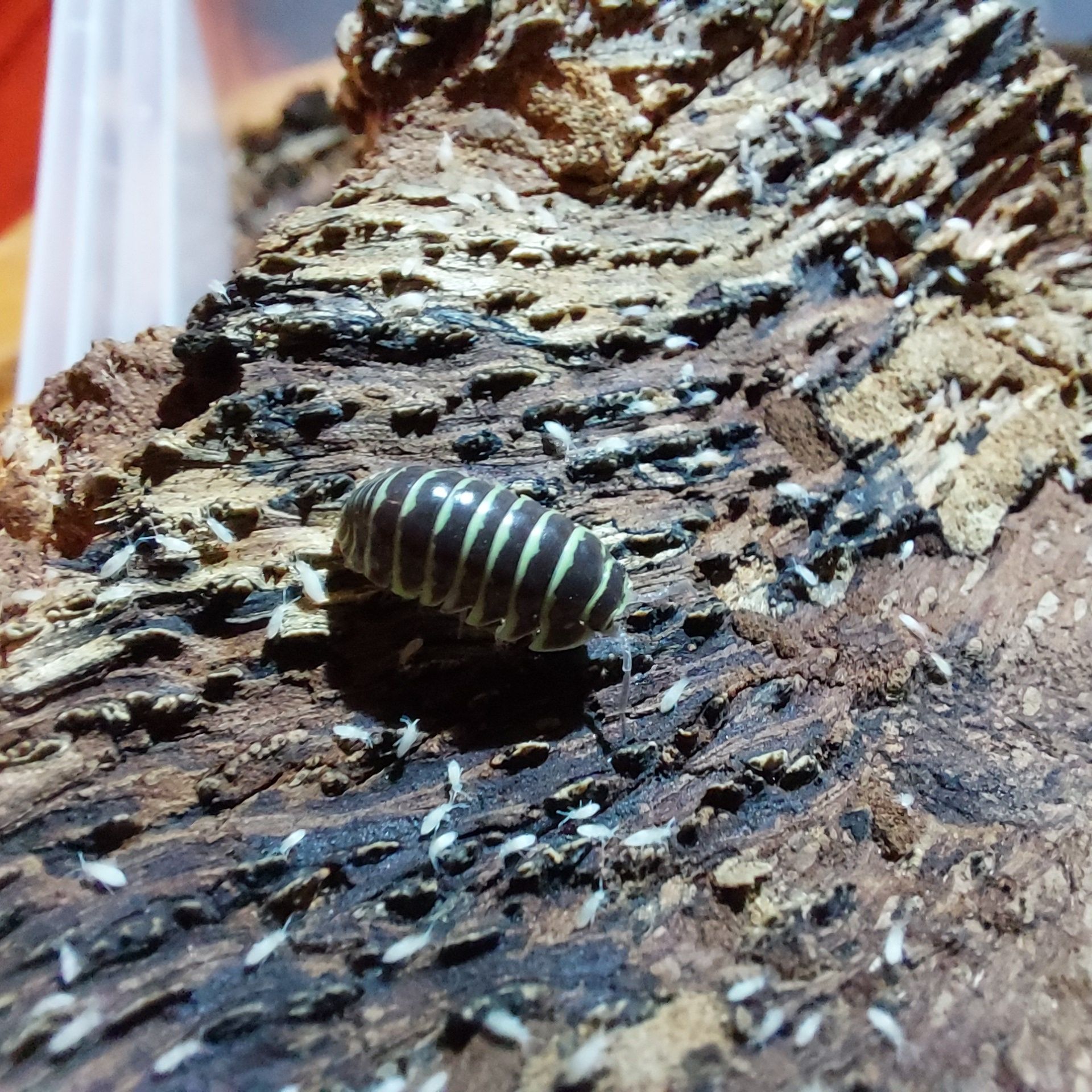 Isopods/ Bichos da conta várias espécies