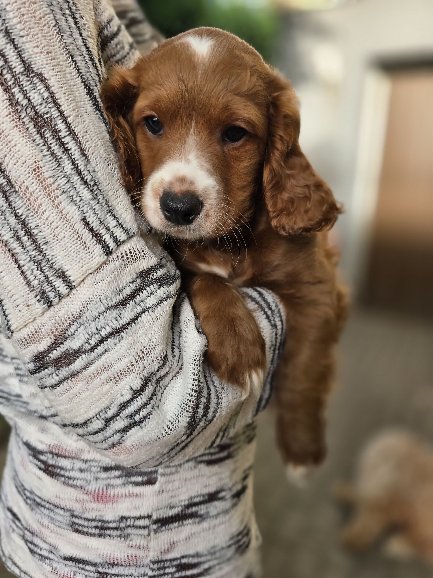 Cockapoo/chłopczyk/ cavapoo