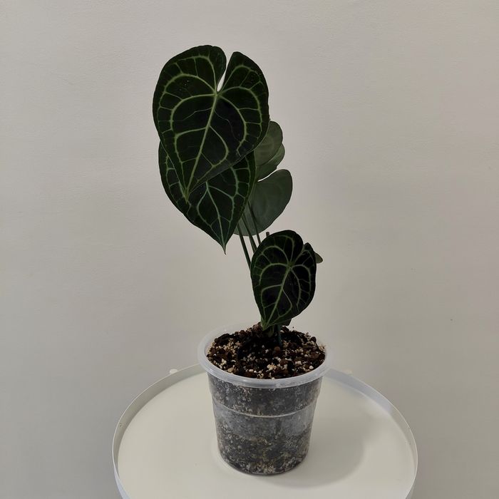 Antúrio clarinervium// planta interior