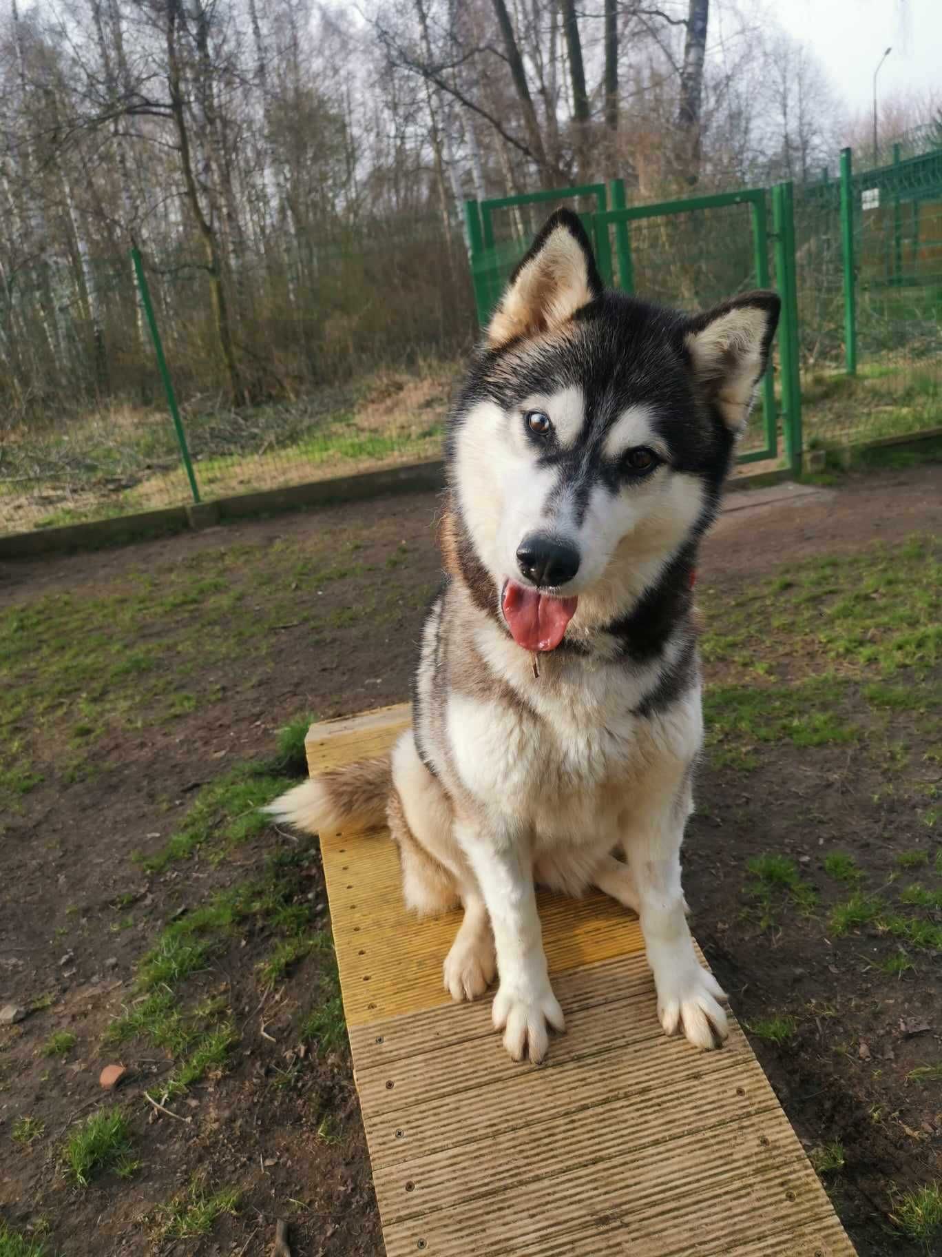 Carisma sunia w typie rasy siberian husky - schronisko