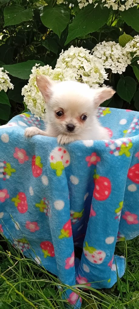 Chihuahua suczka długowłosa