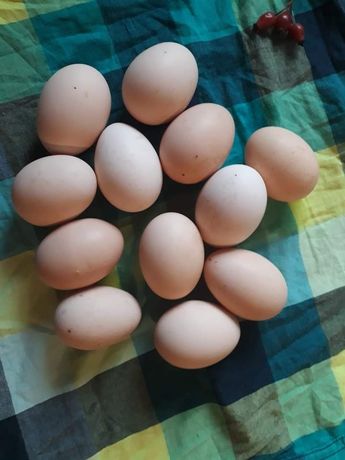 Jajka wiejskie smaczne - 80 gr (Cekcyn, Tuchola)