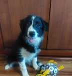 Border Collie piękny piesek czarno-biały wyjątkowy
