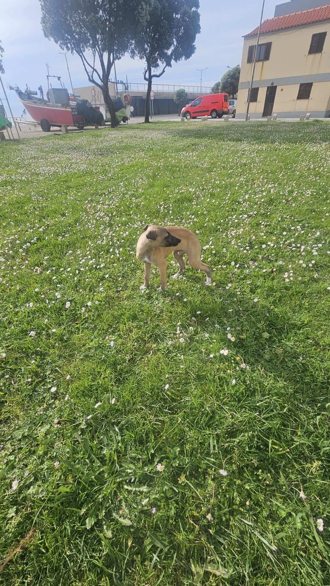 Galgo whippet macho