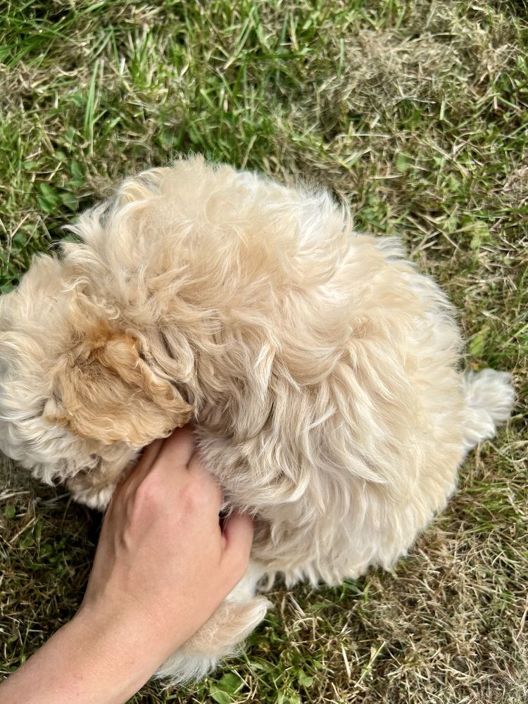 Piesek Maltipoo F1