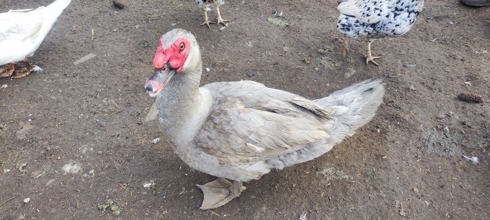 Продам качурів .