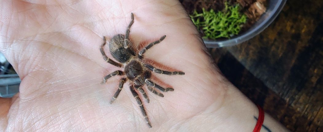 Ptasznik grammostola pulchripes samiczka