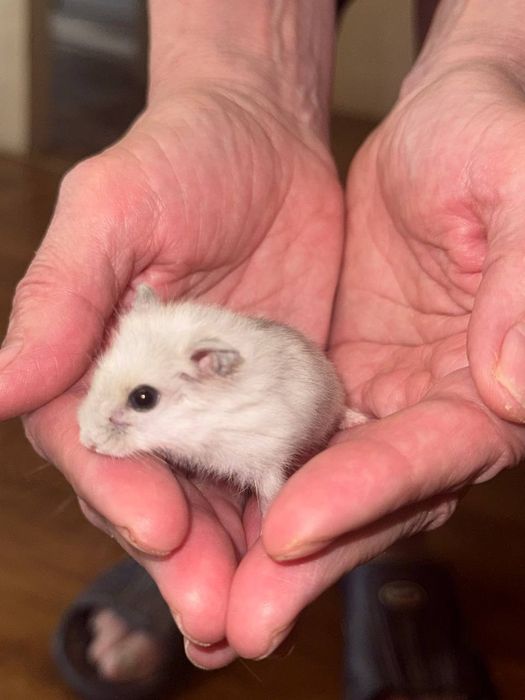 Джунгарські хом'ячки.