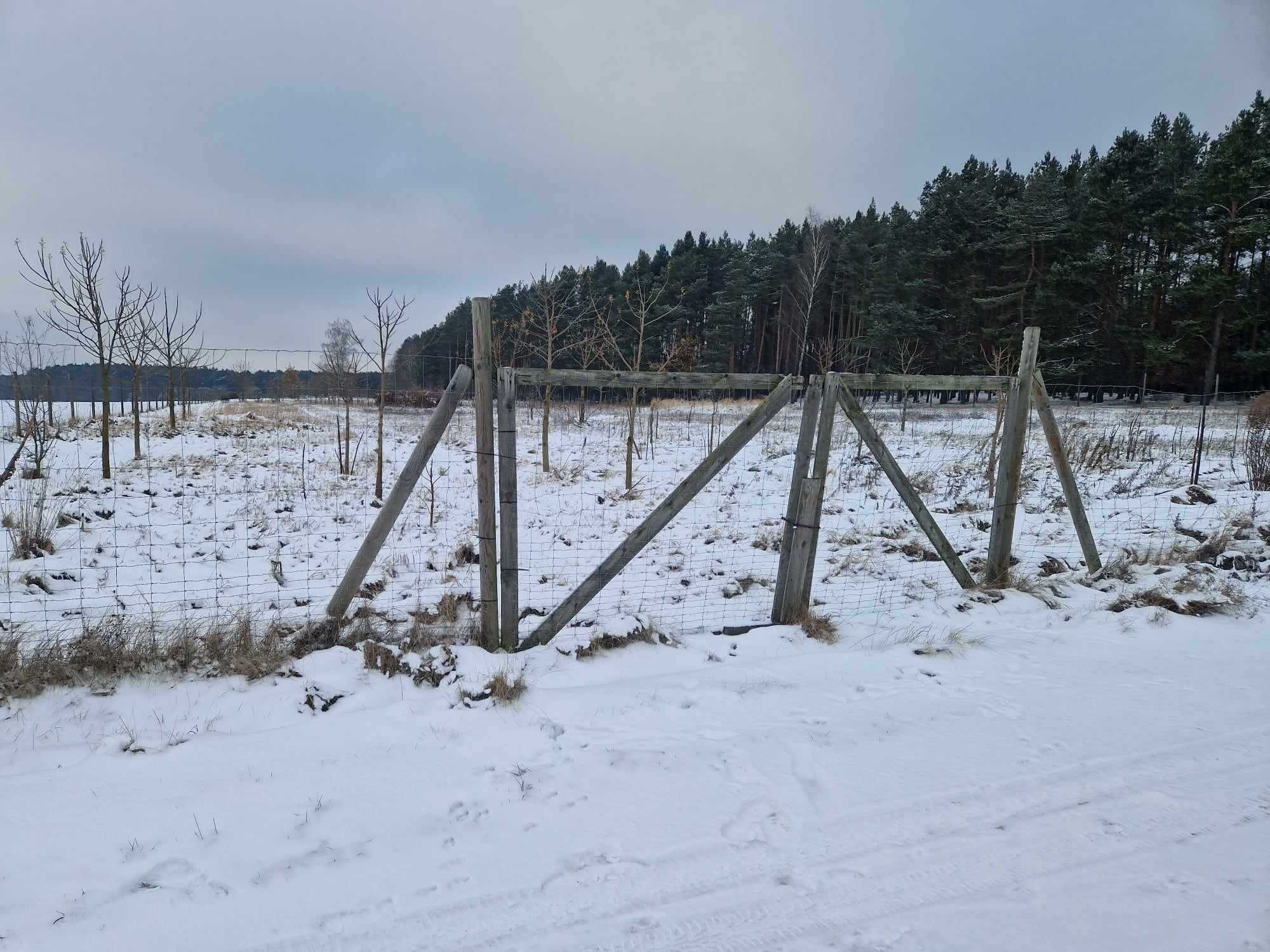 Działka rolna z Plantacją Drzew Tlenowych na sprzedaż !!!