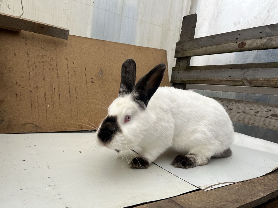 Królik kalifornijski - samica